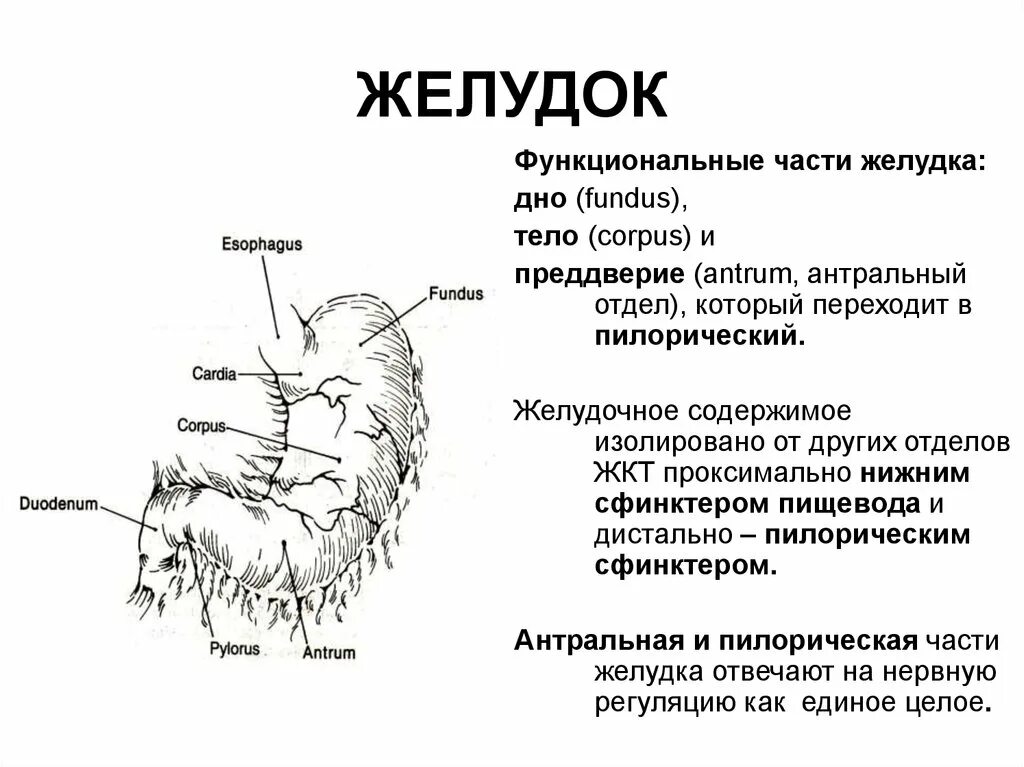 4 части желудка. Препилорический отдел желудка. Пилорический отдел желудка схема. Антральный и фундальный отдел желудка. Фундальный отдел желудка.