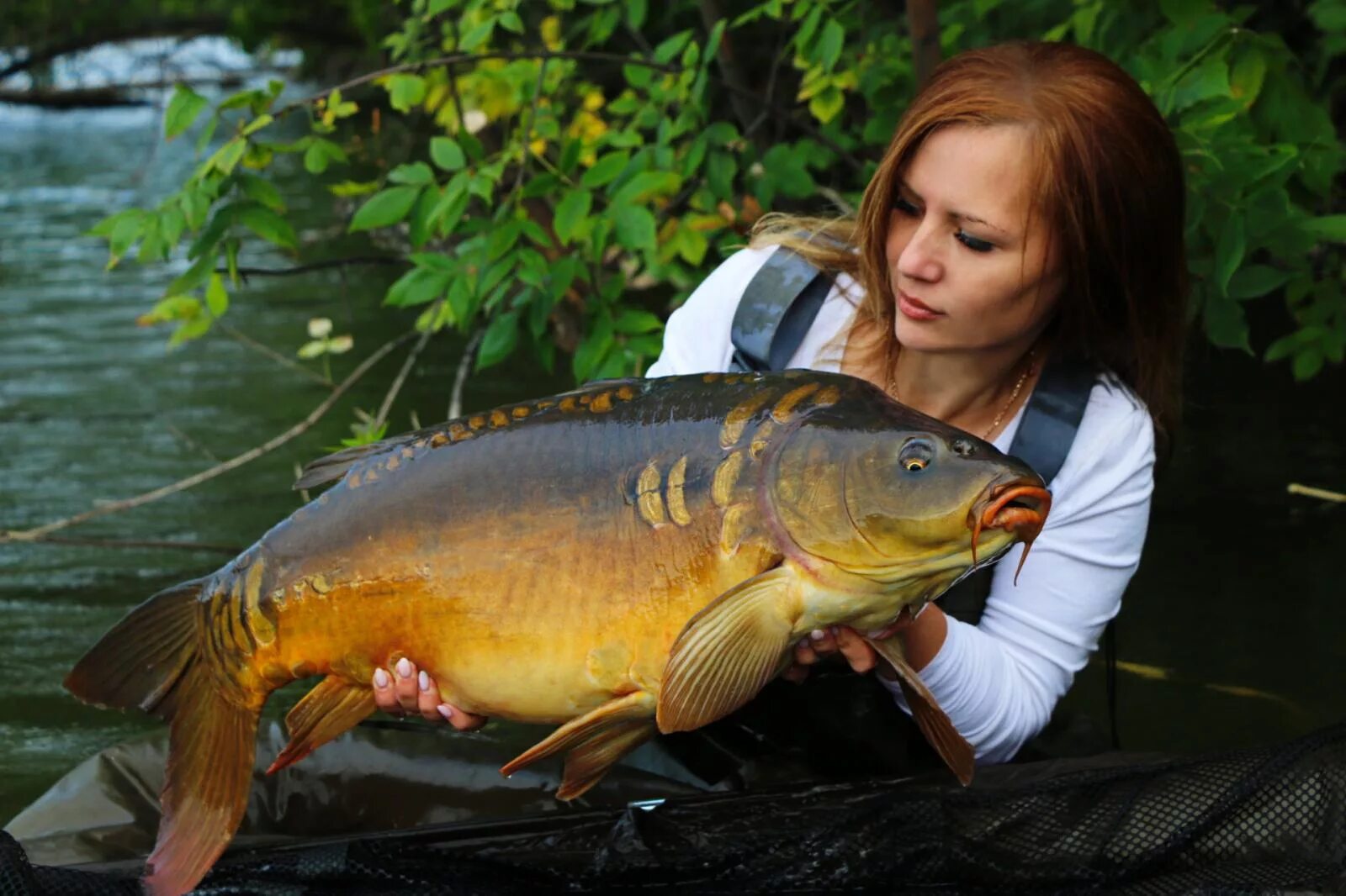 самый большой пойманный карп. архангельское золотой карп воронежская область. карп воронеж. чемпионат по ловле карпа 2021. рыбное хозяйство карп.
