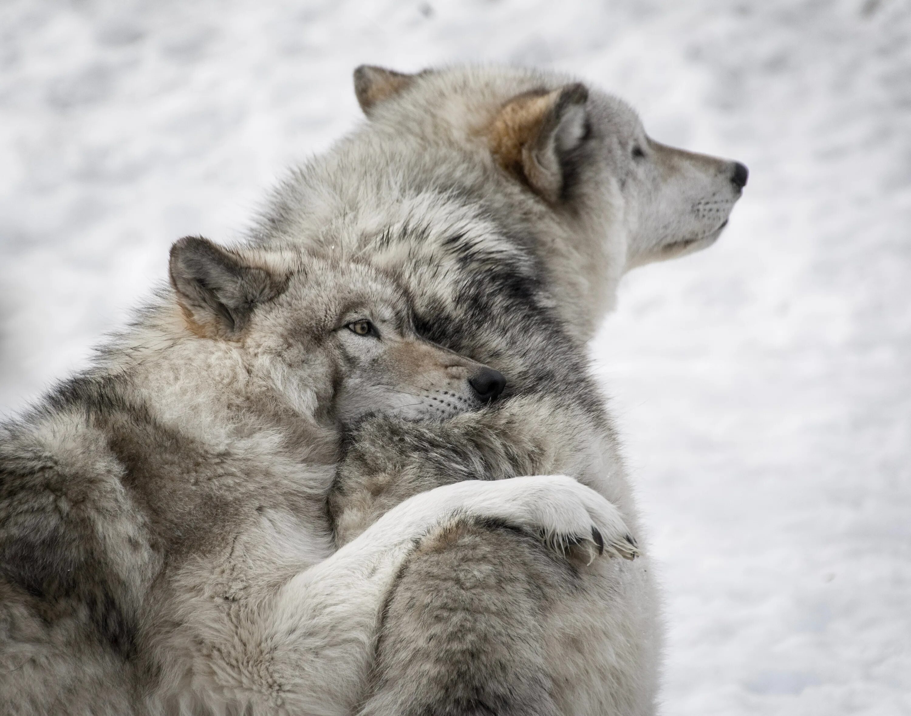Полюбить волка. Волк и волчица. Нежность Волков. Любовь Волков. Волки обнимаются.