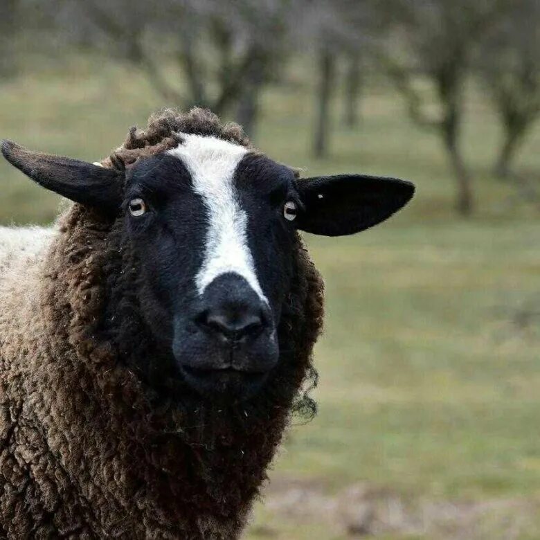 Животные чистополь. Животные чистополь. Животные чистополя дикие. Животные чистополь. Корова для детей.