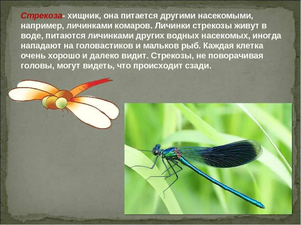 Хищные стрекозы. Стрекоза хищник или насекомое. Стрекоза на охоте. Стрекоза ест бабочку. Хищная личинка стрекозы.