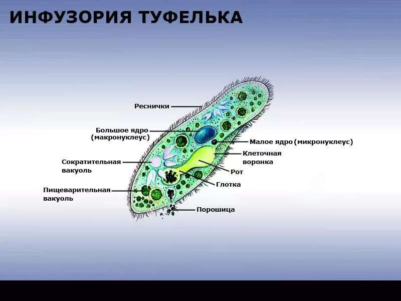 Жизнь клетки одноклеточного организма