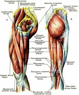 Мышцы нижней конечности группа бедра медиальная.