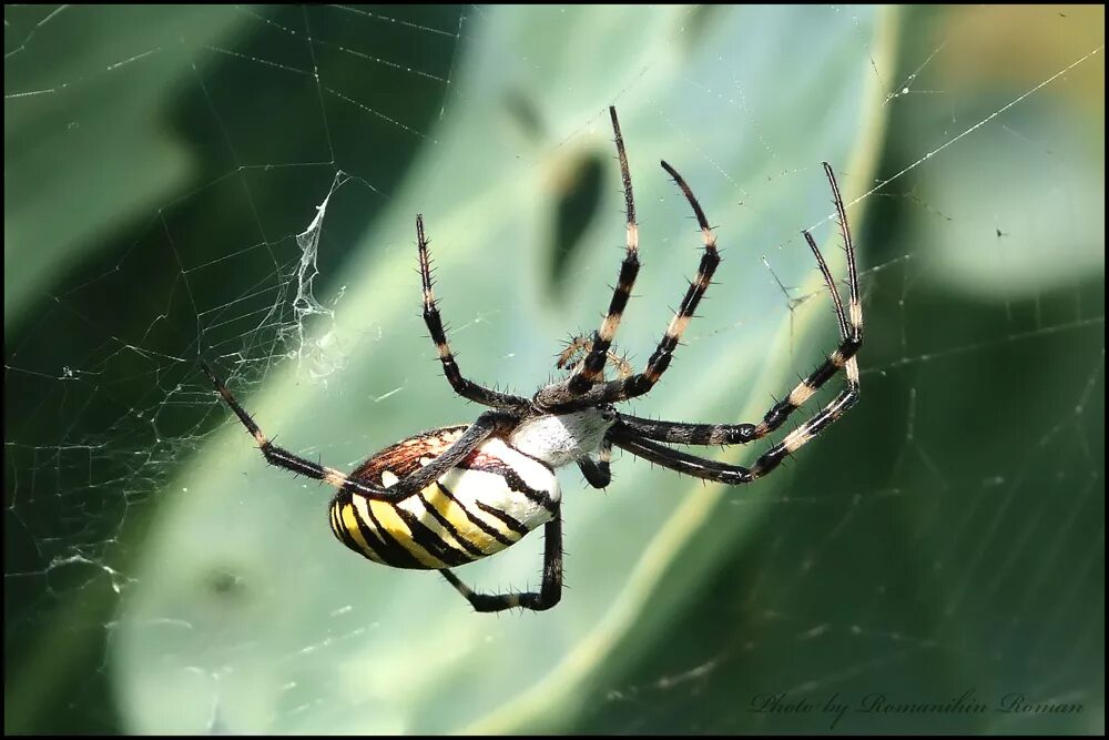 Паук билайн. Паук Оса Аргиопа. Argiope bruennichi паук. Аргиопа Брюнниха укус. Аргиопа Брюнниха или паук-Оса.