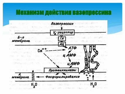 Основные эффекты вазопрессина