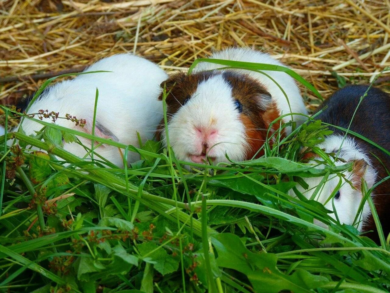 Какую траву можно морским свинкам. Cavia для морских свинок. Cavia porcellus (Guinea Pig).  Cavia porcellus — морская Свинка. Эксперимент с морской свинкой.