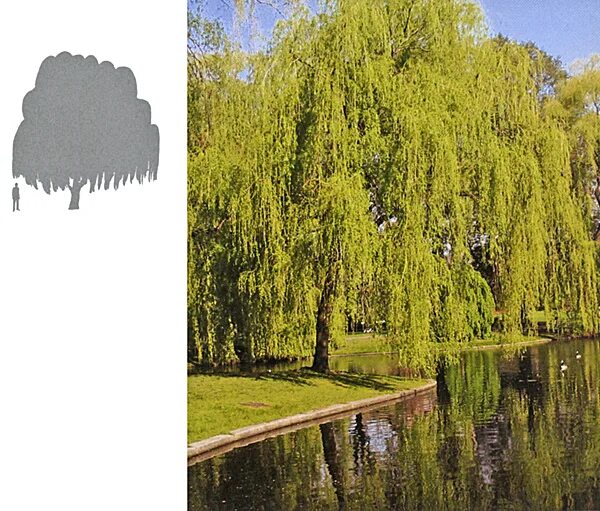 плакучие ивы купали в озере свои ветви. плакучая ива у реки. ива верба дерево. русский язык 9 класс бархударов 160. плакучие ивы купали в озере свои ветви.