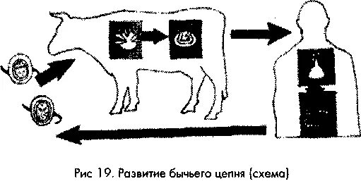 Может ли человек заразиться бычьим цепнем. Цикл развития карликового цепня схема. Карликовый цепень жизненный цикл схема. Карликовый цепень жизненный цикл. Цикл бычьего цепня схема.