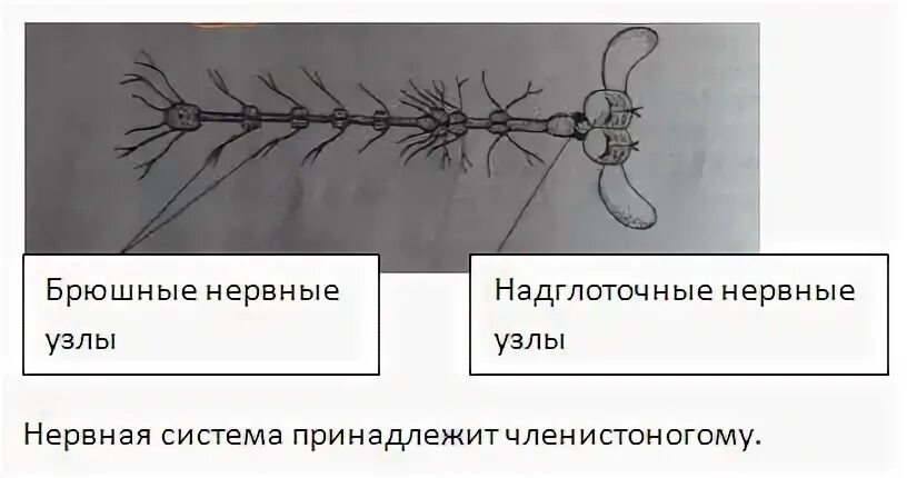 Нервные узлы какая нервная система