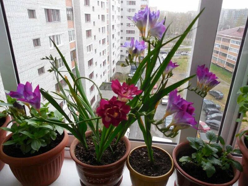 Фрезия в горшке. Фрезия в горшке. Фрезия клубневая. Фрезия на подоконнике. Фрезия на подоконнике.