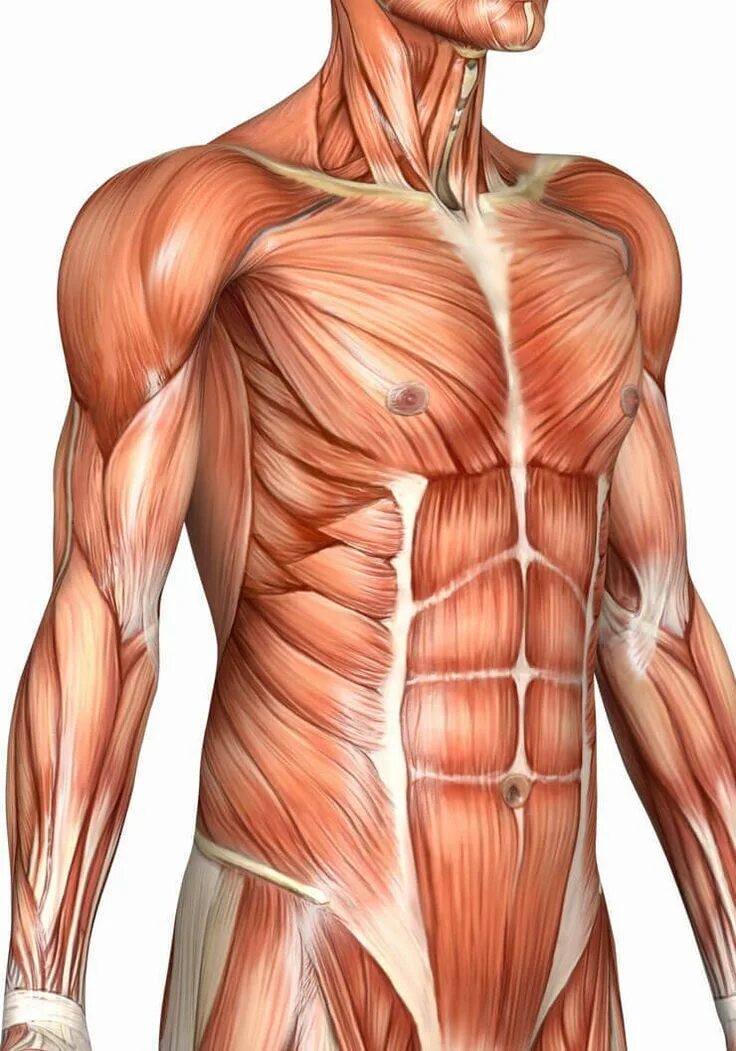 Миология анатомия. Анатомия торса. Anatomy мышцы туловища. Мышцы торса анатомия. Главная мышца тела