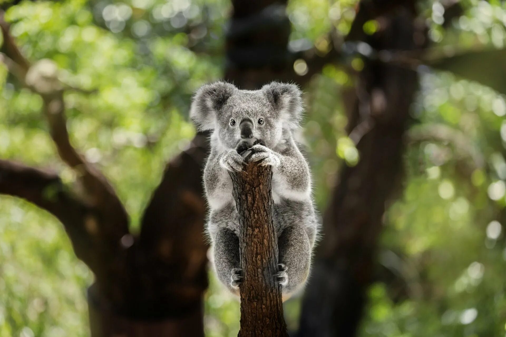 Коала на бамбуке. 4 Коалы. Млекопитающие коала. Мишка коала.