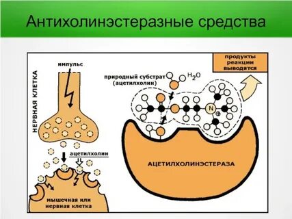 Ингибиторы холинэстеразы