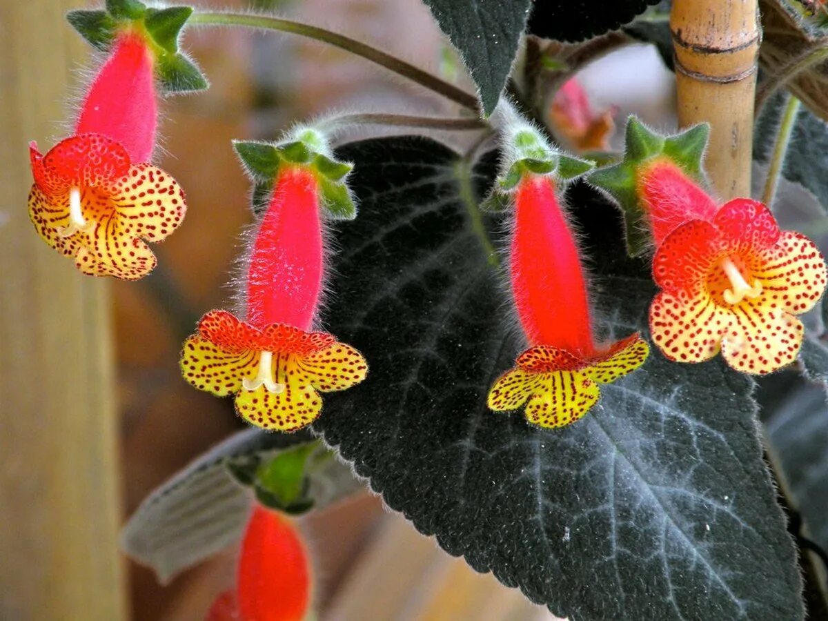 Цветок с красными колокольчиками. Колерия eriantha. Колерия боготская. Колерия пушистоцветковая. Колерия Санни.