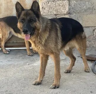 Порно қалыңдық пен әке