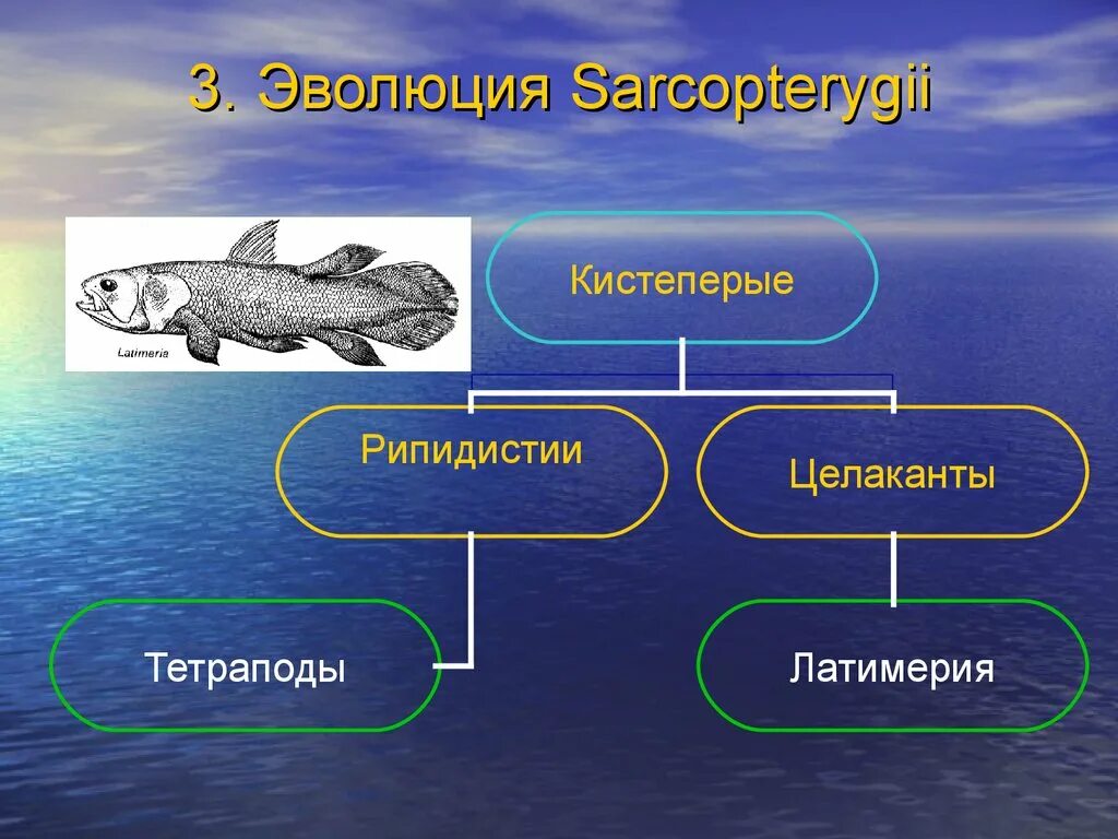 Рипидистии. Костные рыбы кистеперые. Кистеперые рыбы внешнее строение. Тип развития кистеперых рыб. Появление кистеперых рыб