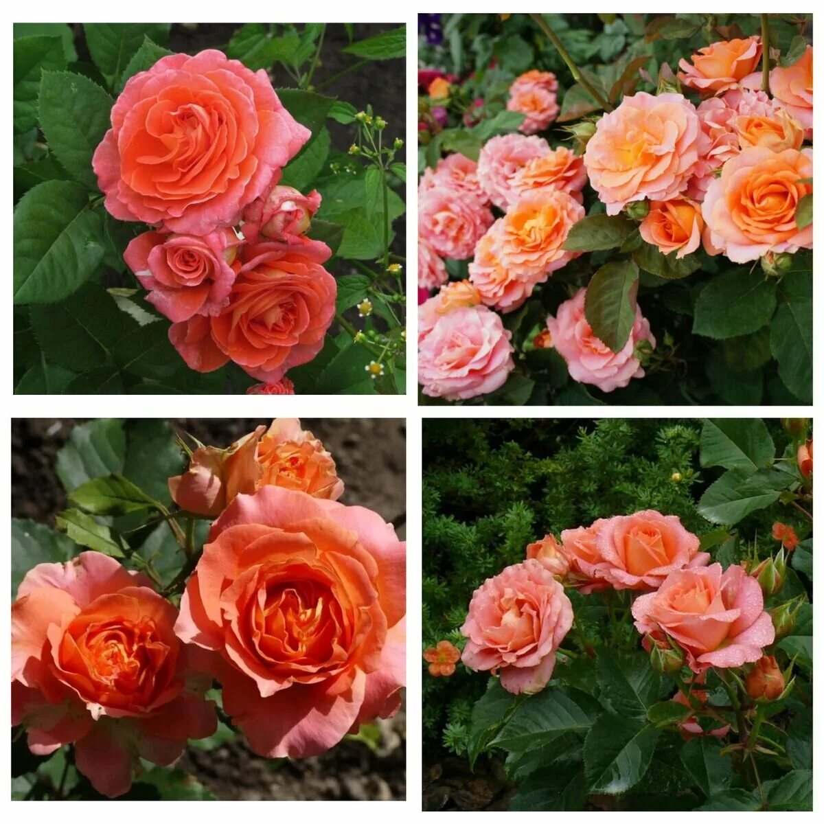 Сергей овчаров питомник роз. Питомник сергея овчарова саженцы роз. Питомник роз истра. Сергей овчаров розы. Питомник роз, холмовка крым.