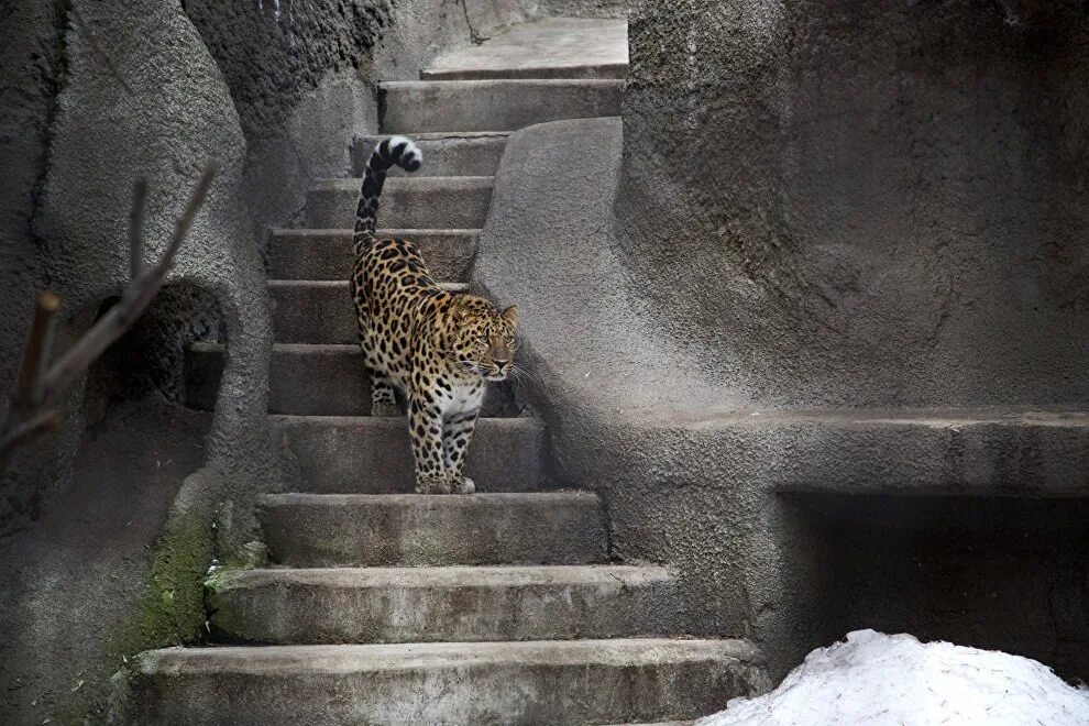 Женщины в леопардовом зоопарке. Дальневосточный леопард Московский зоопарк. Леопард мизер Московский зоопарк. В Московском зоопарке есть Дальневосточный леопард. В леопардовом в Московском зоопарке.