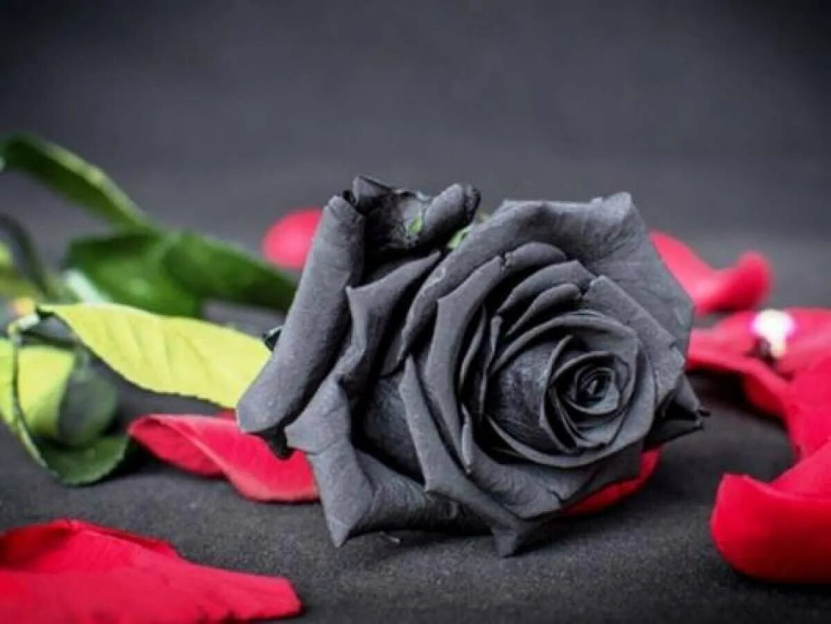 Черная розочка. Темные розы. Траурные цветы.