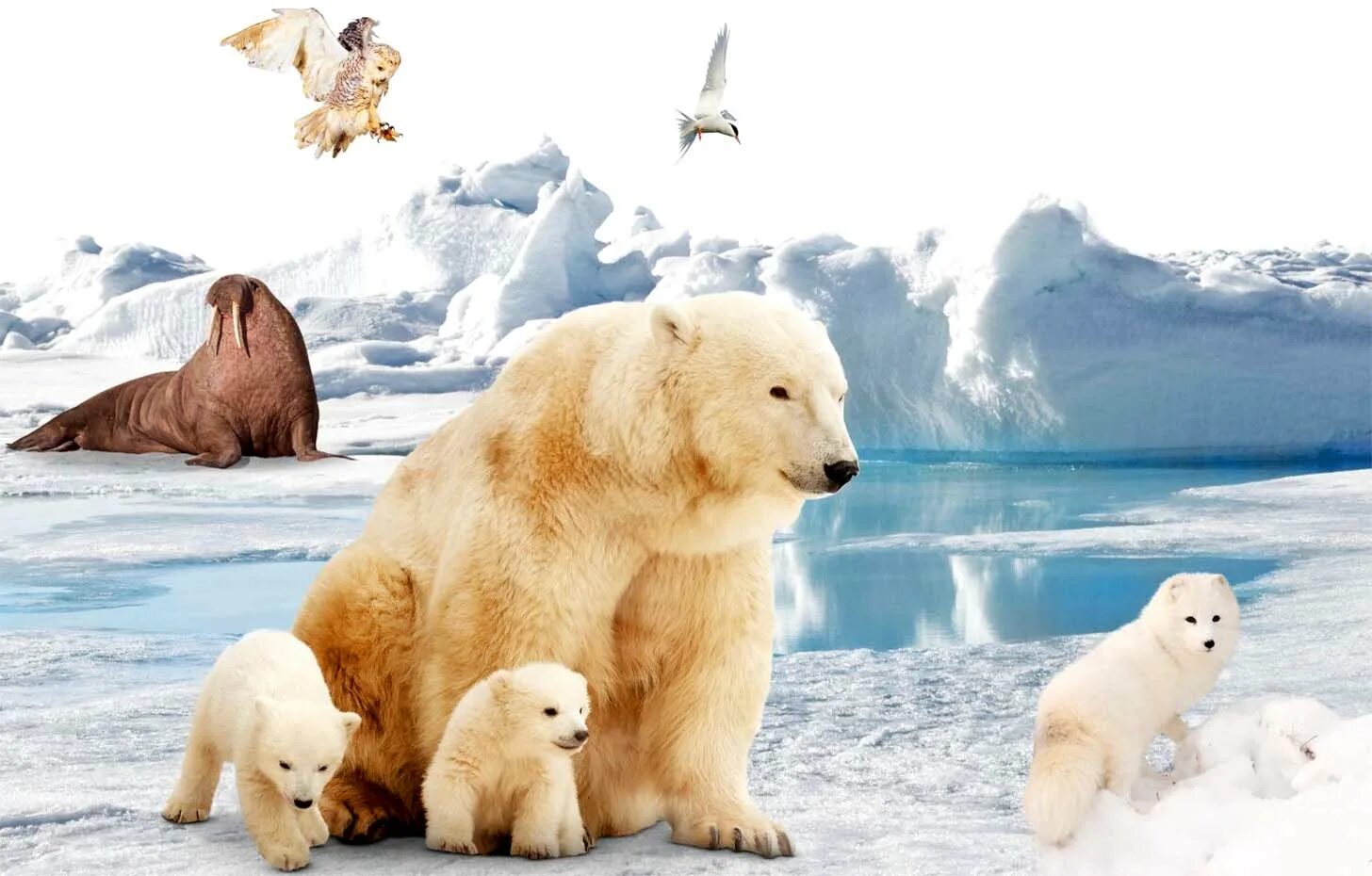 Ice animals. Животные Арктики и Антарктики. Арктика животные Арктики. ЖИВОТНЫЕВ Арктик Антарктид. Животные севера.