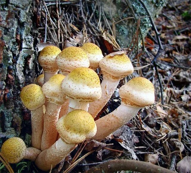 гриб опёнок осенний. опята луговые ложные. осенний опенок грибница. опёнок осенний. опенок обыкновенный.