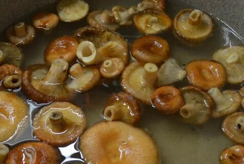 Соленые волнушки рецепт горячим