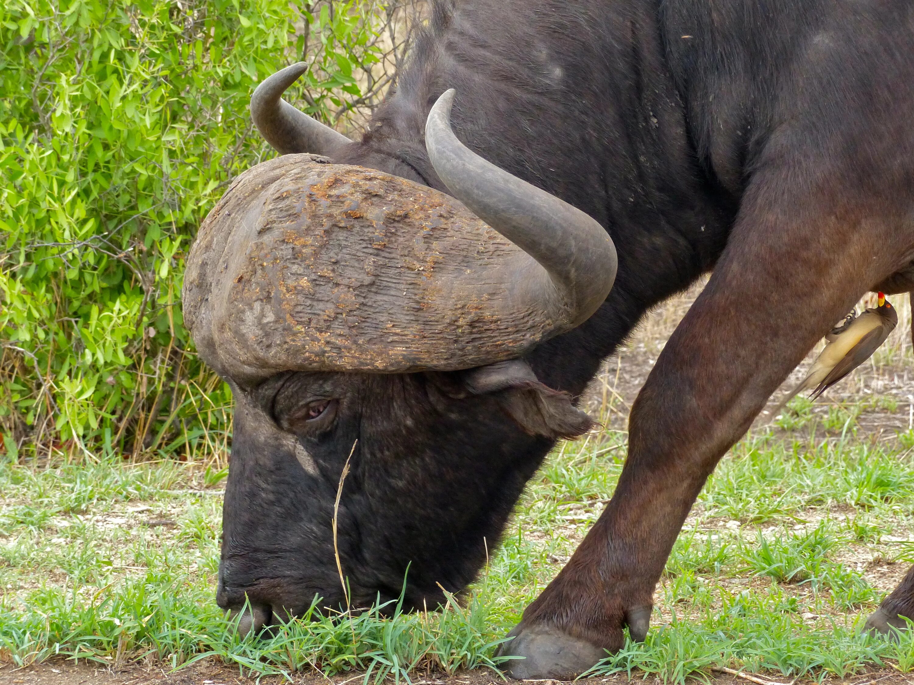 аноа буйвол. австралийский буйвол. карликовый буйвол аноа. буйвол-карлик. кентус карликовый буйвол.