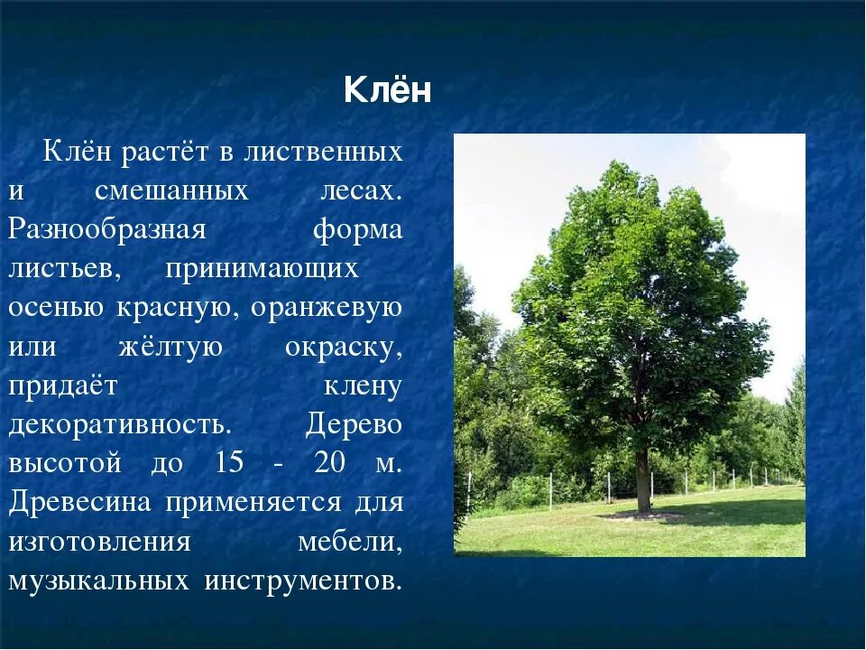 Рассказ деревья растут для всех. Описание дерева. Клен описание. Краткое описание деревьев. Клен краткое описание.