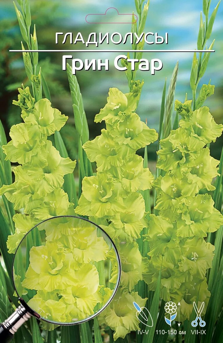 Грин стар арт. Гладиолус грин стар. гладиолус green star. гладиолус грин стар green star. гладиолус грин стар 12/14 (7).