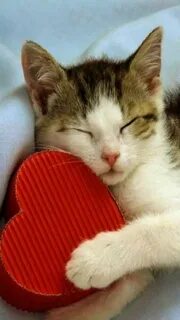 Сердце котенка