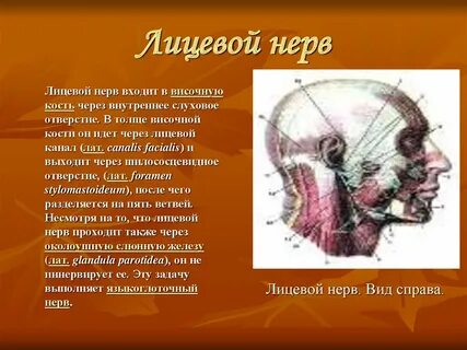 Нервная кость