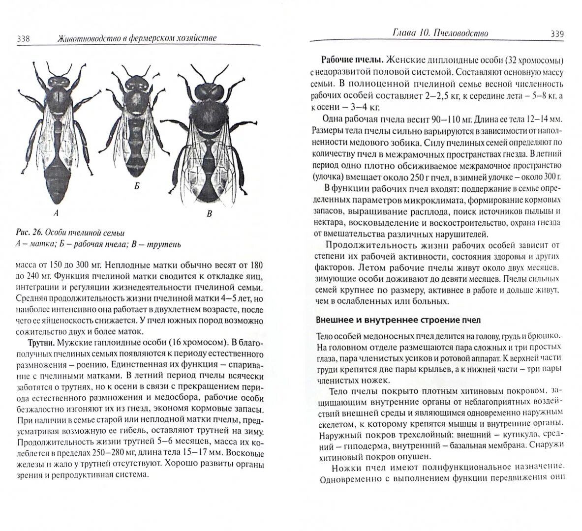 Касты муравьев. Касты муравьев. Иерархия муравьёв. Муравьи жнецы охранники. Linepithema humile.