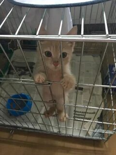 Даже котенка