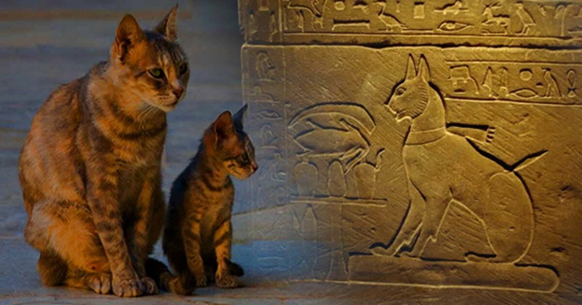 Египетская кошка в древнем Египте. Зоолатрия в древнем Египте. Одомашнивание кошки в древнем Египте. Происхождение кошек древний Египет одомашнивание.