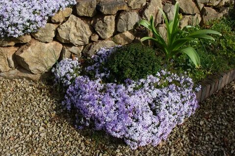 Флокс emerald cushion blue