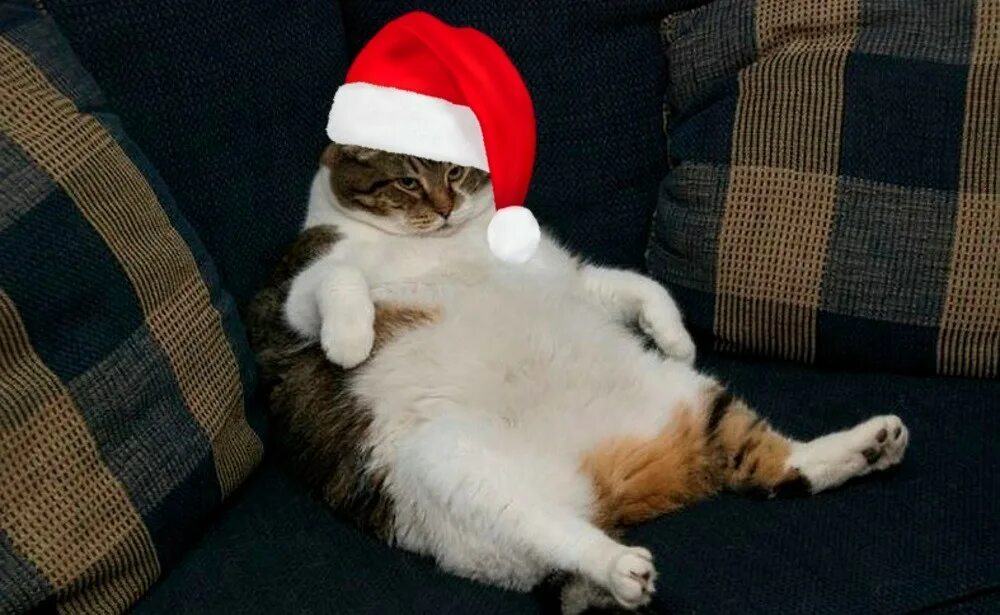 Сонный кот под елкой. Новогодние фото. Спит после нового года. Кот празднует. Похмелье новогоднее кот.