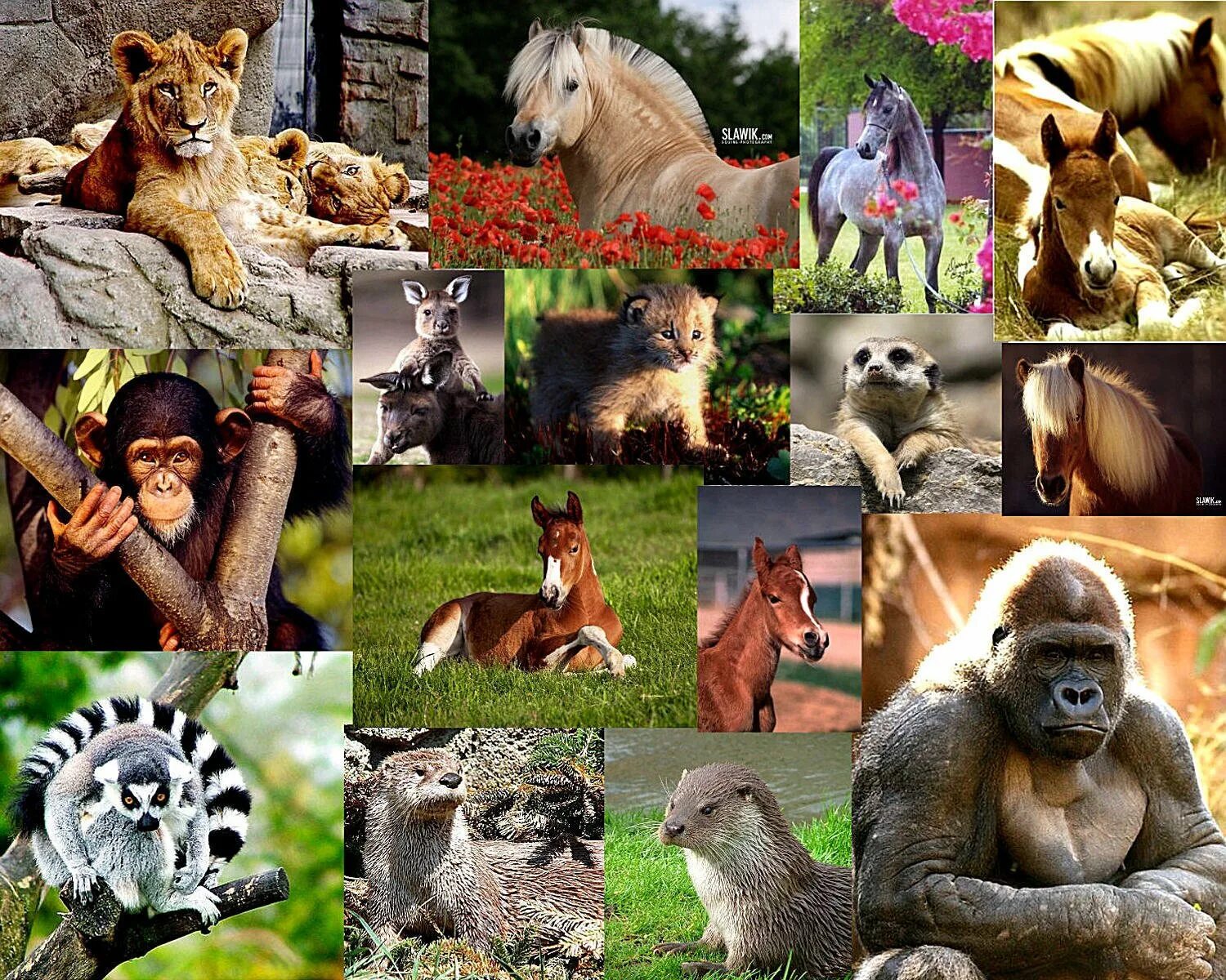 Животный мир. Множество животных. Зоопарк диких животных. Коллаж животных.