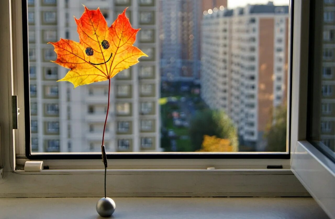 Листья на подоконнике. Окно осень. Листья на окна. Осень за окном. Осень из окна.