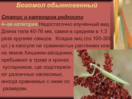 Категория статуса редкости в красной книге