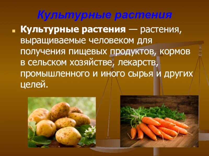 Почему овощи называют овощами