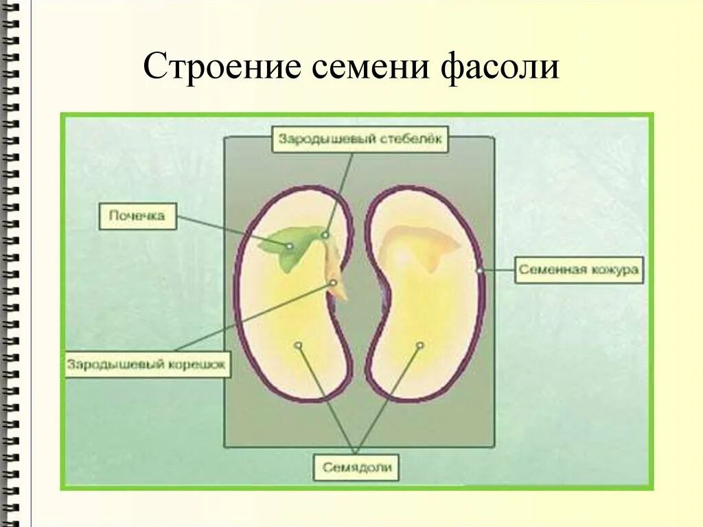 Состав семени фасоли в сформированном зародыше. Части зародыша семени фасоли. Строение зародыша фасоли. Части зародыша семени двудольного растения. Строение зародыша семени фасоли.