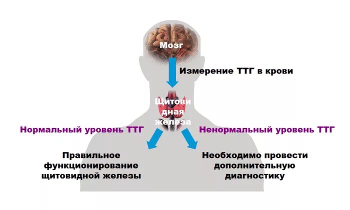 ТТГ. Гормоны щитовидной железы ТТГ. Уровень ТТГ. ТТГ И тиреоидные гормоны. Тиреотропный гормон 1 3