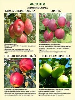 Опылители для яблони