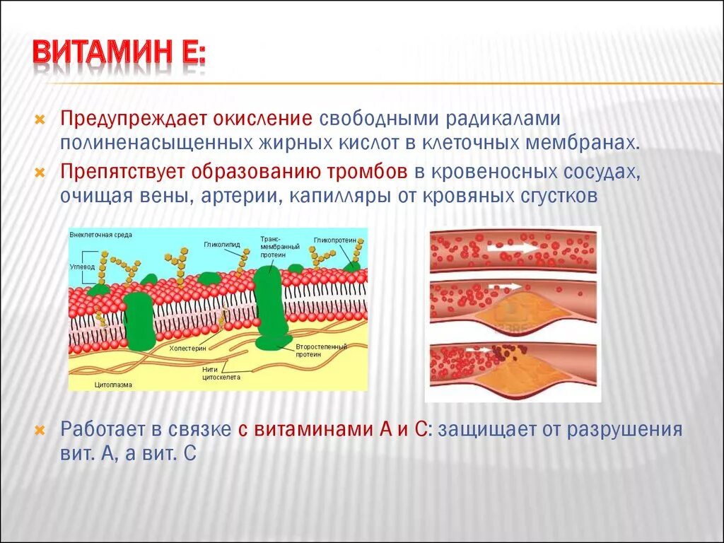 Способные окислять. Клеточные мембраны и витамин е. Витамины в составе клеточных мембран. Витамин е окисляет клеточные мембраны.