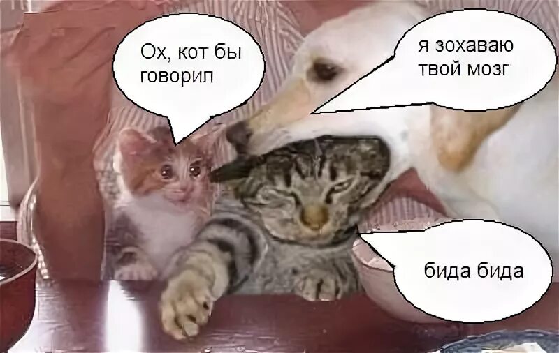 Бида