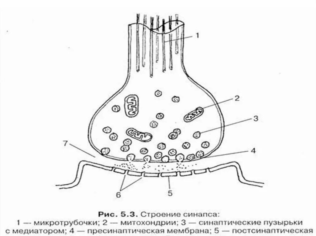 Синаптические пузырьки. Структура химического синапса рисунок. Строение химического синапса рисунок с подписями. Синапс пресинаптическая мембрана. Схема строения синапса.