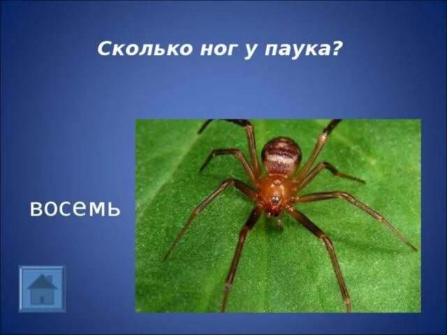 Сколько коне. Сколько ног у паука. паукообразные 8 ног. у пауков 8 ног.