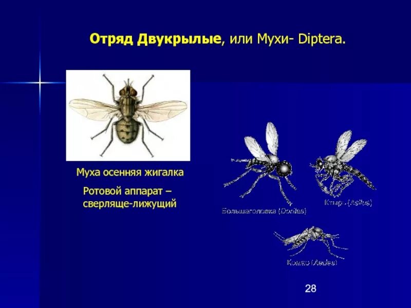 Внешнее строение двукрылых. Хоботок мухи жигалки строение. ротовой аппарат мухи жигалки. ротовой аппарат мухи осенней жигалки. домашняя муха и осенняя жигалка.