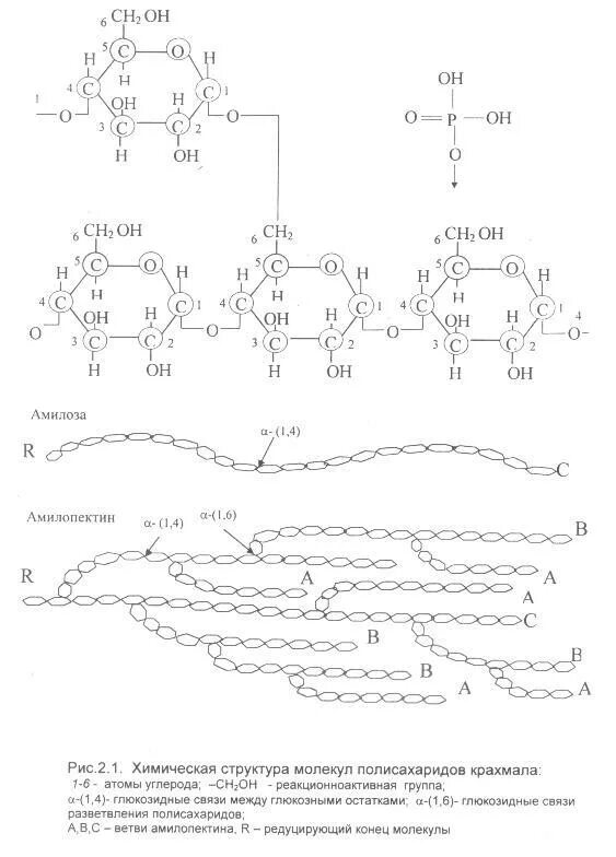Синтез крахмала. Схема крахмал-амилоза-амилопектин. Синтез крахмала схема. Синтез амилопектина. Синтез крахмала в растениях.