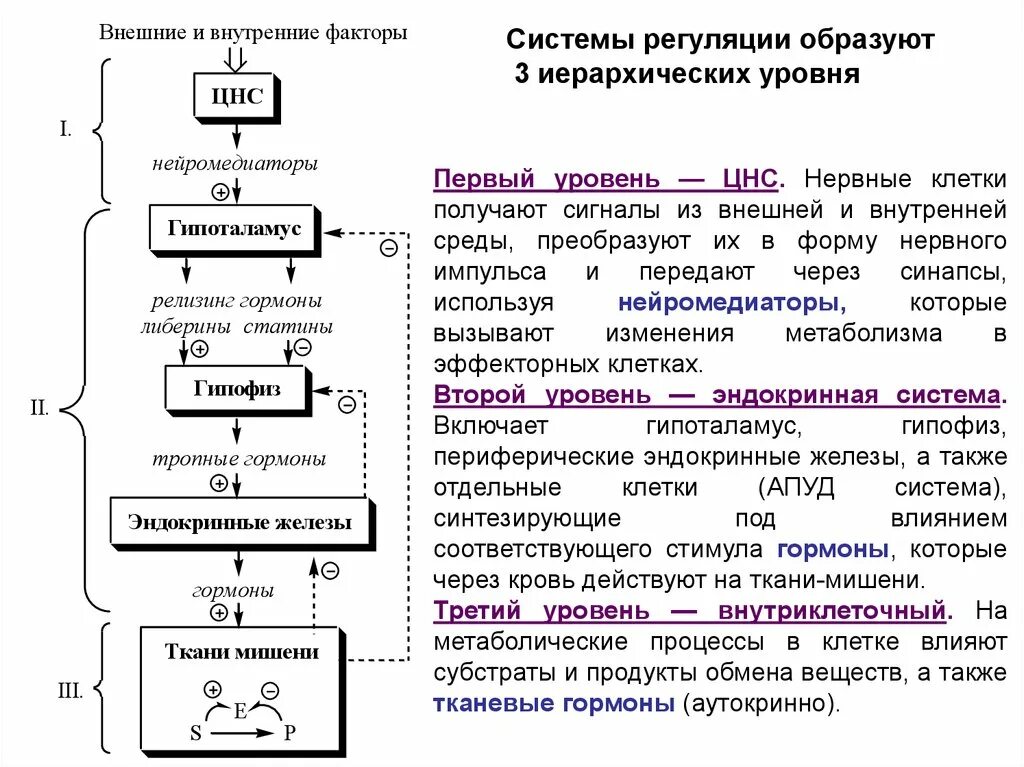 Какие гормоны регулируют обмен веществ. Регуляция обмена веществ биохимия. Гормональная регуляция обмена веществ биохимия. Гормональная регуляция сокоотделения биохимия. Гормональная регуляция биохимия схема.